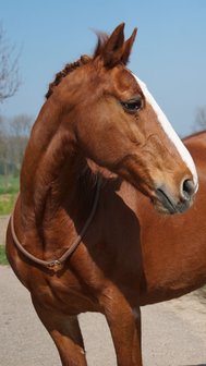 Neckrope met ring