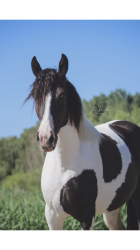 Fotografiehalster 